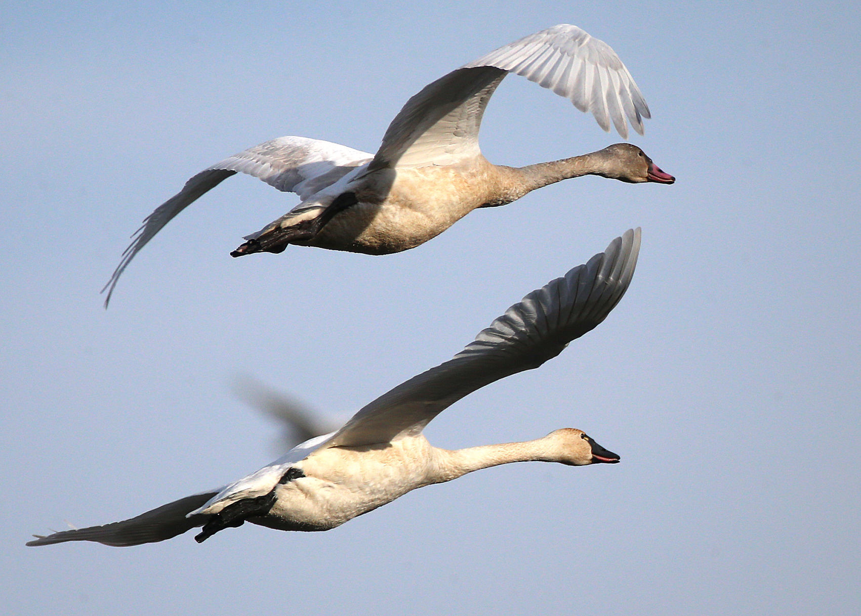 Tundra swan migration